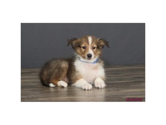 Shetland Sheepdog-DOG-Male-Sable / White-13312-Petland Pensacola, Florida