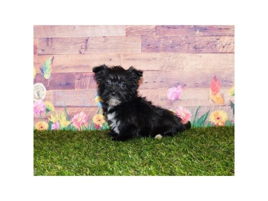 Morkie DOG Female Black 13323 Petland Pensacola, Florida