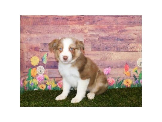 Miniature American Shepherd-DOG-Male-Red Merle-13322-Petland Pensacola, Florida