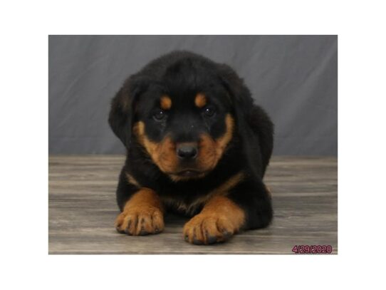 Rottweiler DOG Female Black / Tan 13324 Petland Pensacola, Florida