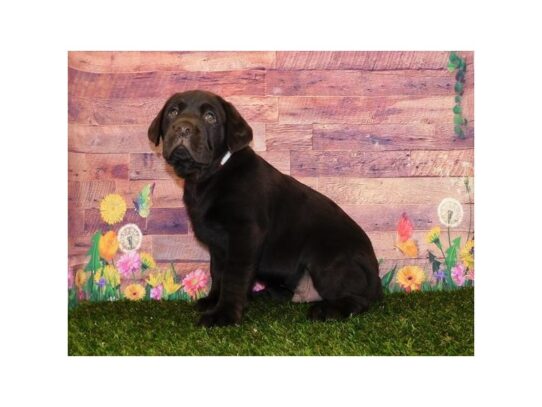 Labrador Retriever DOG Male Chocolate 13329 Petland Pensacola, Florida