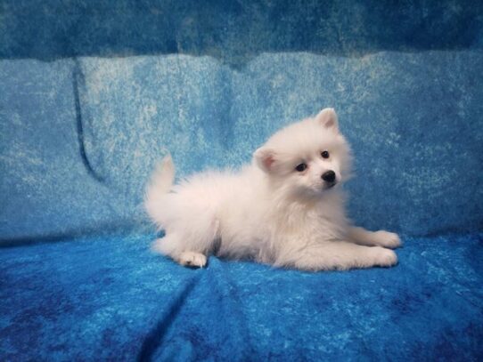 American Eskimo Dog DOG Female White 13326 Petland Pensacola, Florida