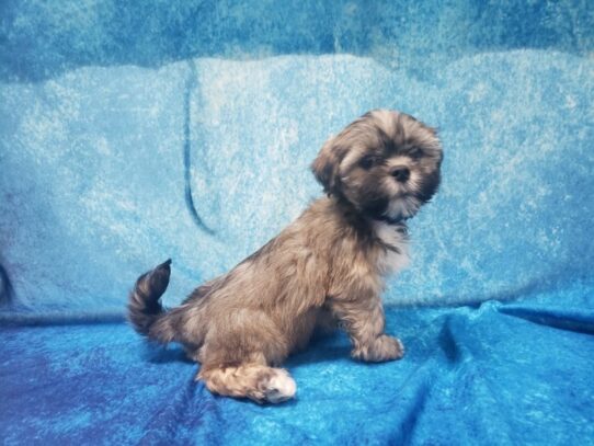 Lhasa Apso DOG Female Golden 13325 Petland Pensacola, Florida