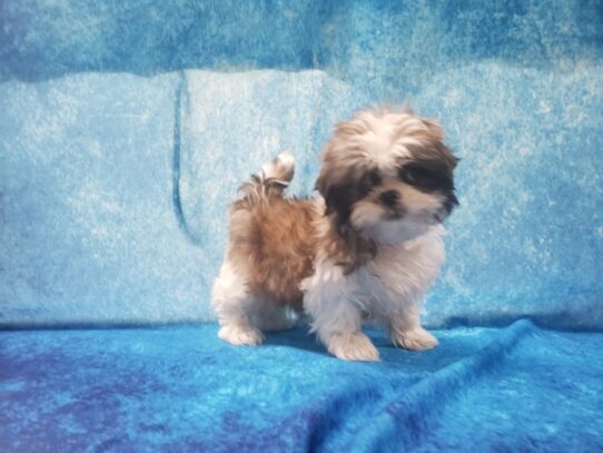 Shih Tzu DOG Female Gold / White Parti 13328 Petland Pensacola, Florida