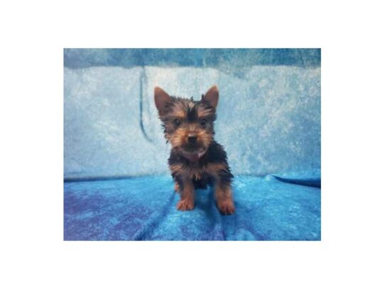 Silky Terrier DOG Female Black / Tan 13327 Petland Pensacola, Florida