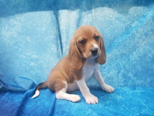 Beagle DOG Female Tan 13304 Petland Pensacola, Florida