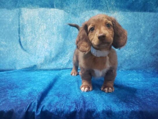 Dachshund DOG Male Chocolate 13308 Petland Pensacola, Florida