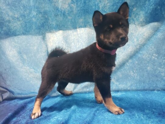 Shiba Inu DOG Female Black / Tan 13303 Petland Pensacola, Florida