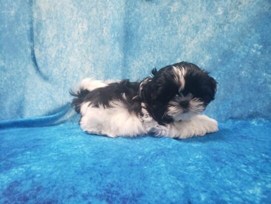 Shih Tzu DOG Male Black / White 13317 Petland Pensacola, Florida