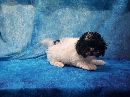 ShizaPoo DOG Male Black / White 13316 Petland Pensacola, Florida