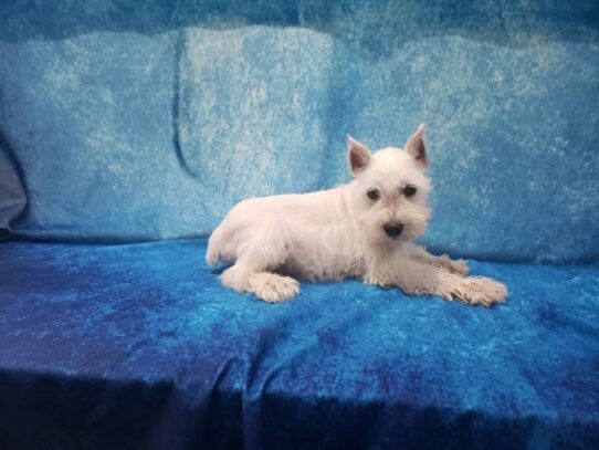 Miniature Schnauzer-DOG-Male-White-13310-Petland Pensacola, Florida