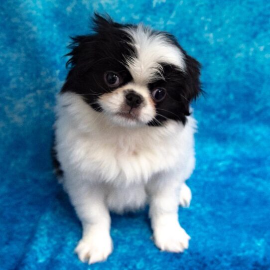 Japanese Chin DOG Female Black/White 1110 Petland Pensacola, Florida