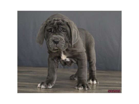 Neapolitan Mastiff DOG Female Blue 13335 Petland Pensacola, Florida