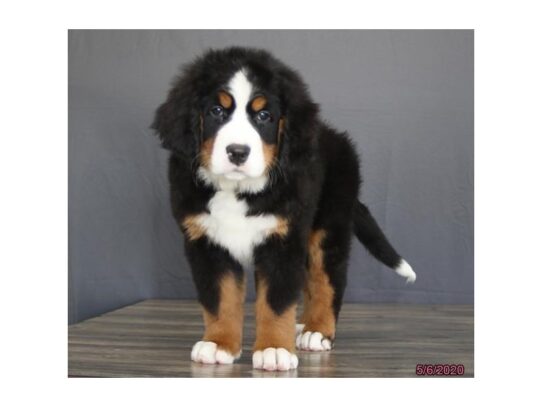 Bernese Mountain Dog DOG Female Black Rust / White 13339 Petland Pensacola, Florida