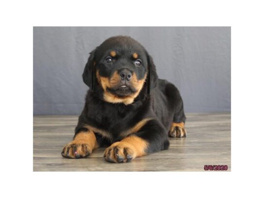 Rottweiler DOG Female Black / Tan 13337 Petland Pensacola, Florida