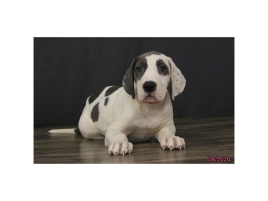 Great Dane DOG Female Blue 13332 Petland Pensacola, Florida