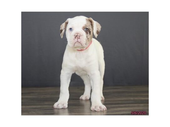 Olde English Bulldog DOG Female White 13341 Petland Pensacola, Florida