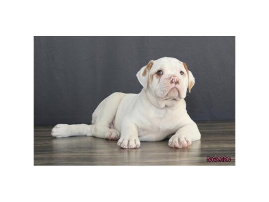 Olde English Bulldog-DOG-Male-White-13342-Petland Pensacola, Florida