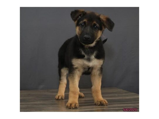 German Shepherd Dog DOG Female Black / Tan 13343 Petland Pensacola, Florida