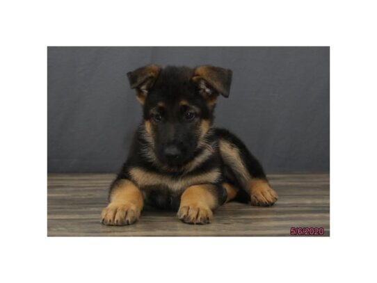 German Shepherd Dog DOG Male Black / Tan 13344 Petland Pensacola, Florida