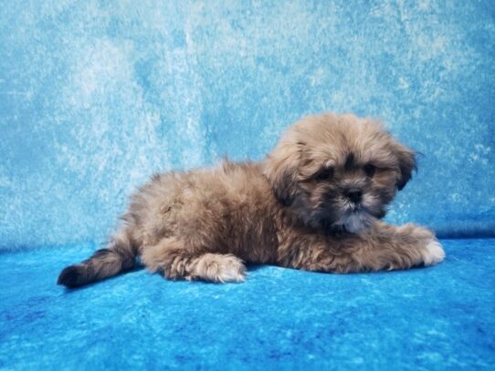 Lhasa Apso DOG Male Golden 13347 Petland Pensacola, Florida