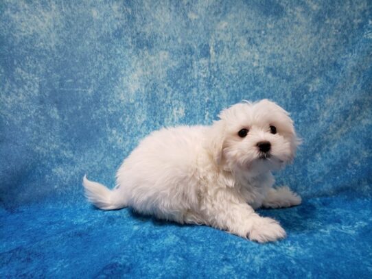 Coton De Tulear DOG Male White 13338 Petland Pensacola, Florida