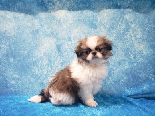 Japanese Chin DOG Male Sable / White 13350 Petland Pensacola, Florida