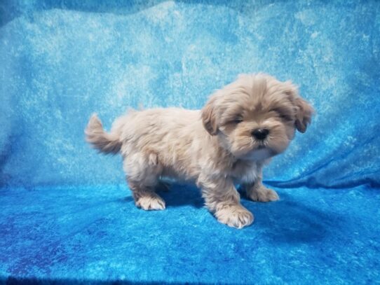 Lhasa Apso DOG Female Cream 13352 Petland Pensacola, Florida