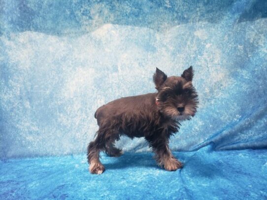 Miniature Schnauzer DOG Female Black / Silver 13334 Petland Pensacola, Florida