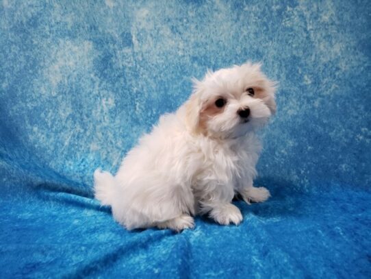 Maltese DOG Male White 13333 Petland Pensacola, Florida