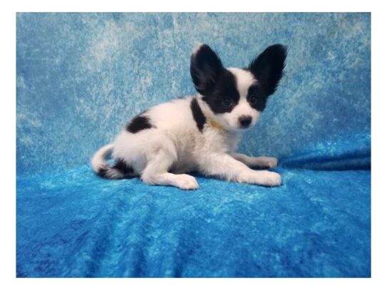 Papillon DOG Male Black/White 13346 Petland Pensacola, Florida