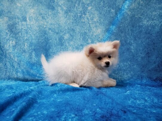 Pomeranian DOG Female White 13336 Petland Pensacola, Florida