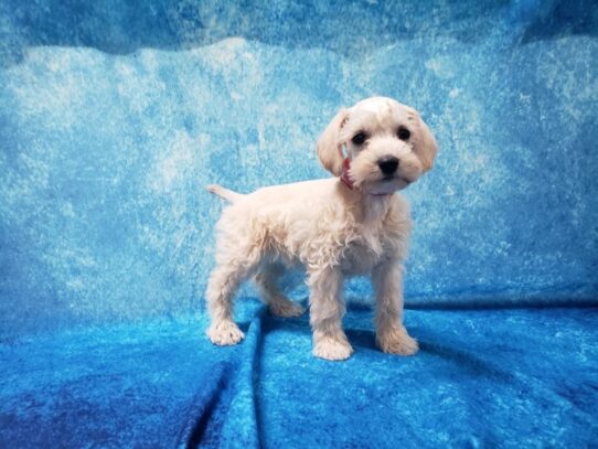 Schnoodle-DOG-Female-Cream-13354-Petland Pensacola, Florida