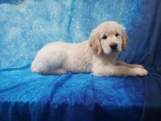 Golden Retriever DOG Male Golden 13348 Petland Pensacola, Florida