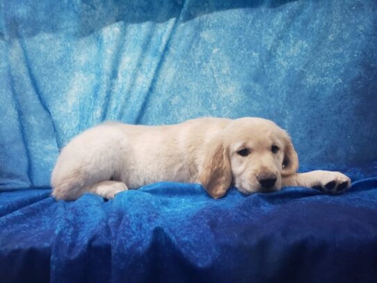 Golden Retriever DOG Female Golden 13349 Petland Pensacola, Florida