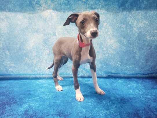 Italian Greyhound DOG Female Blue 13351 Petland Pensacola, Florida