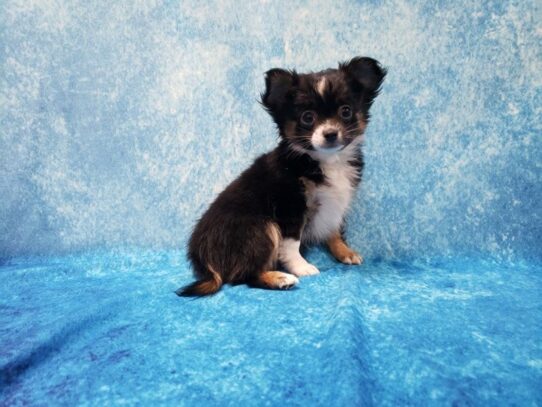 Chihuahua DOG Female Tri 13345 Petland Pensacola, Florida