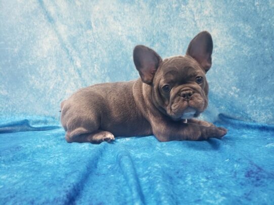 French Bulldog DOG Female Blue 13356 Petland Pensacola, Florida