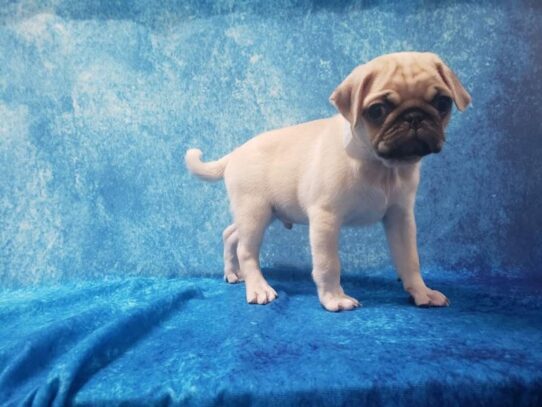 Pug DOG Male Fawn 13355 Petland Pensacola, Florida