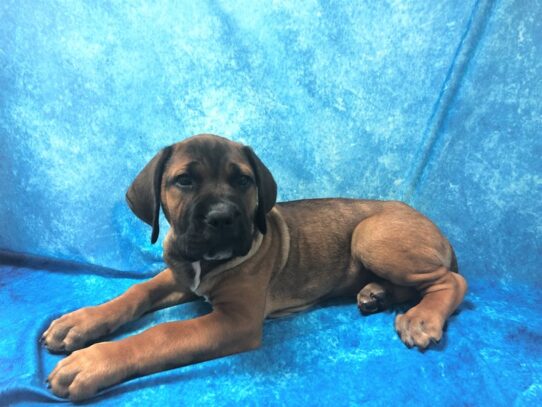 Cane Corso DOG Male Fawn 13357 Petland Pensacola, Florida