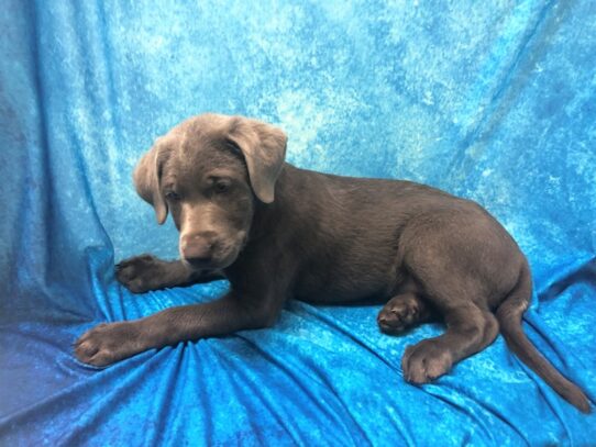 Labrador Retriever DOG Female Silver 13330 Petland Pensacola, Florida