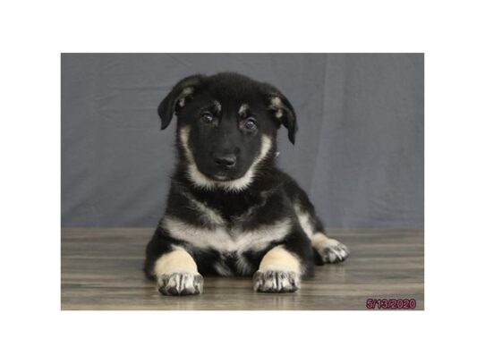 German Shepherd Dog DOG Female Black / Tan 13364 Petland Pensacola, Florida