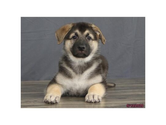 German Shepherd Dog DOG Male Black / Tan 13365 Petland Pensacola, Florida