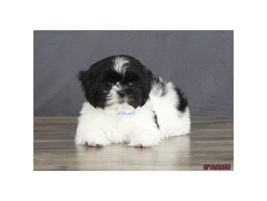 Shih Tzu DOG Female Black / White 13370 Petland Pensacola, Florida