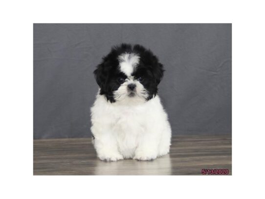 Shih Tzu DOG Female Black / White 13371 Petland Pensacola, Florida