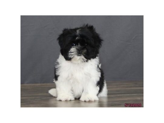 Shih Tzu DOG Male Black / White 13372 Petland Pensacola, Florida