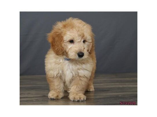 Goldendoodle Mini-DOG-Male-Golden-13366-Petland Pensacola, Florida