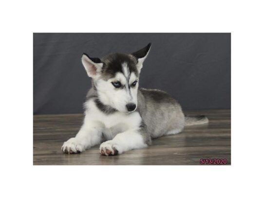 Siberian Husky DOG Female Black / White 13433 Petland Pensacola, Florida