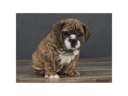 Bulldog-DOG-Female-Brindle-13377-Petland Pensacola, Florida