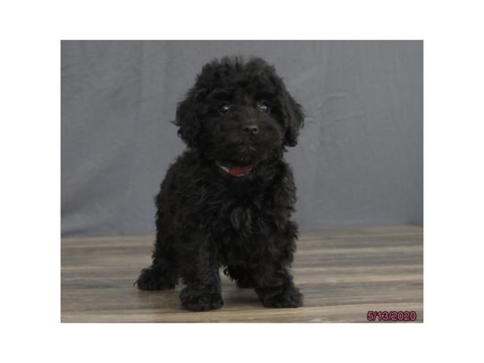 Poodle Toy-DOG-Female-Black-13375-Petland Pensacola, Florida